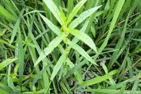 水稻田长耳叶水苋，用什么药除？因地制宜选用灵斯科等药防除图片