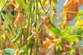 以陕北地区为例，旱地大豆双沟覆膜集雨丰产栽培技术，不妨看看图片