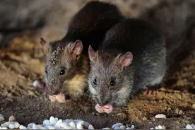 蛇在冬眠时“任鼠宰割”，毫无还手之力？那蛇为什么还要冬眠呢？图片