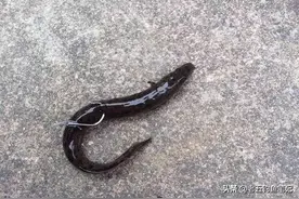 泥鳅钓法让你不能容忍？那么敌杀死钓法会让你暴跳如雷图片