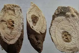 你常泡水喝的黄芪，原来有这么多益处！图片