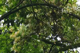 金银花茶，夏天必备，采摘，清洗，烘干，有喜欢喝的朋友不图片