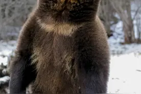 吉林出没黑熊，还会开瓶盖！熊的天敌竟是东北虎？图片