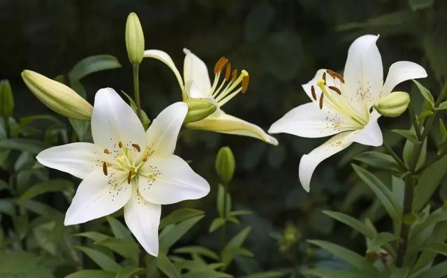 迎春看花，这些寓意你可能并不知道