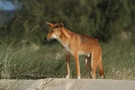澳洲野犬：东亚人没做到的征服澳洲，东亚的狗做到了图片