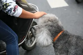 超准！从遛狗时间，判断你养的是什么狗图片