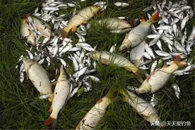 夏季无风不出门，有风才能钓大鱼，刮风天钓鱼，注意调整你的钓法图片