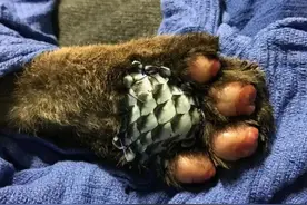 反向出口欧美的入侵物种，罗非鱼打破了多少偏见才走上餐桌图片