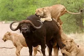 为什么狮子攻击野牛时，野牛会任其撕咬？不说没几个人知道图片