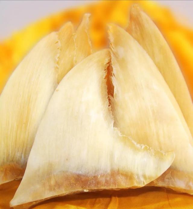 干鱼翅怎么泡发视频 2026年干鱼翅怎么泡发视频讲解