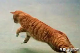 老鼠变得越来越小，是进化了吗？告诉你3大家鼠的“隐退”之谜图片