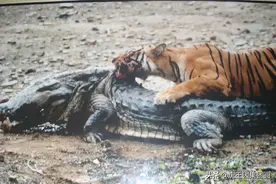 辟谣：老虎只能杀死脱水状态的鳄鱼，真相是玛琪丽对鳄鱼四连杀图片