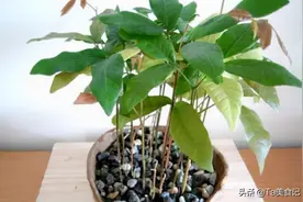 一种水果籽别扔，埋花盆10天能出芽，养久了，能结果开花特别香图片
