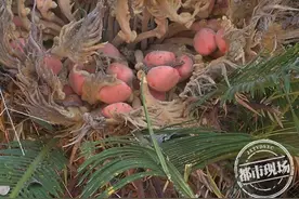 南昌：铁树开花还结果，八旬老太说“头回见”图片