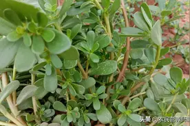90岁大爷喜欢吃“草”，原来有这么高的价值，营养又美味图片