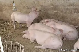 猪体温低于38度，比发烧危险！怎么引起的？没有精神，如何防治？图片