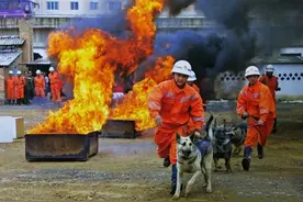 昆明犬，中国警犬的骄傲，世界军犬中的潜力股图片