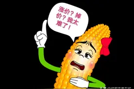 手里有粮，心中不慌？七因素或导致囤玉米惜售的农民希望落空图片