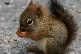 派出所里来了只迷路的“小精灵”……图片