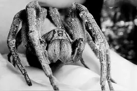 世界上最毒蜘蛛有多可怕？男性被咬后，还会引发“生理反应”图片