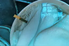 触目惊心！这种牛杂的制作过程把人看吐！如何分辨有毒牛百叶？图片