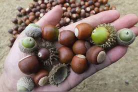 此野果若你家乡还有，请好好珍惜，它的经济价值非常高，你见过吗图片