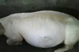 猪的这种怪病，死亡率百分百，几十分钟就没了。图片