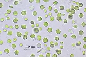 鱼缸水变绿了怎么办？图片