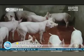 养猪技术员“监守自盗”：28只猪仔一夜消失，总价值10万图片