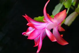 热情如火、鸿运当头的蟹爪兰，这么养护，身姿优雅美如画图片