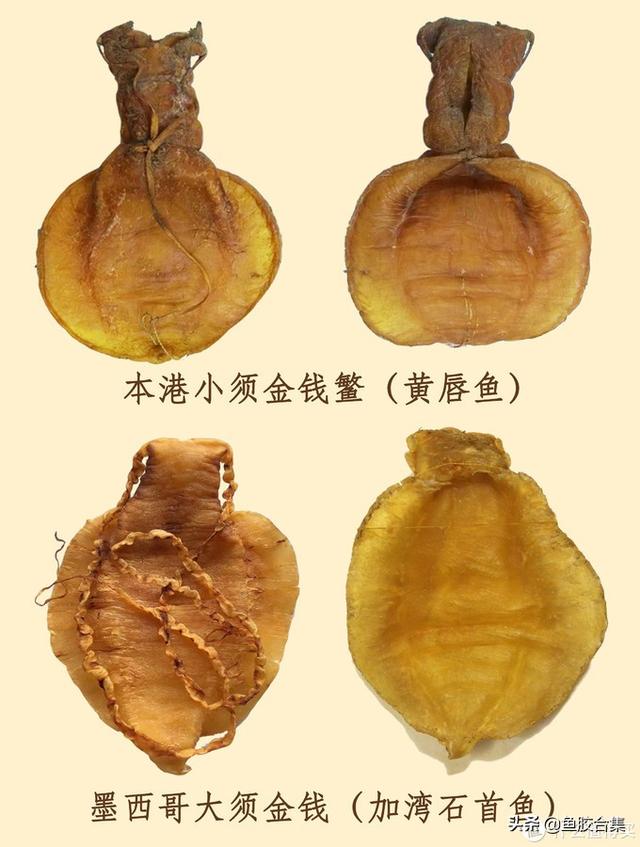 鳕鱼胶真假辨别图片大全 2026年鳕鱼胶的真假辨别