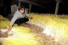 蒜黄是怎么栽培出来的呢？以下几点关于蒜黄栽培管理技术图片