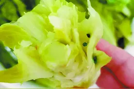 蔬菜上这种颗粒是啥？是农药残留！遇到这种菜最好直接丢弃图片