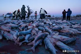 查干湖年年大丰收，哪来这么多鱼？当地渔民道出实情？图片