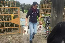 狗狗冲进农场被抓一脸委屈，主人气死：你们爽了累死我图片