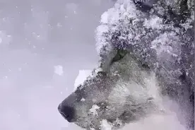干货，华为HR系统员工任职职级的错乱图片