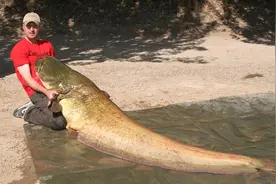 鲶鱼真的很脏吗？看清楚品种，别再瞎吃了！塘鲺只是人类的背锅侠图片