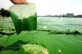 东湖的“老大难”：水华离奇消失10多年，鲢鳙治好“水肥病”？图片