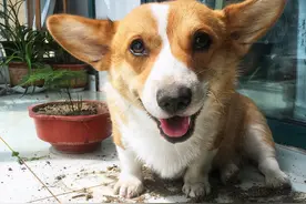 这5种狗就是“败家狗”，拆家捣乱样样全图片