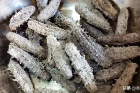 海参泡发方法最全面的图文教程，做法和要点详解，新手一次就成功图片