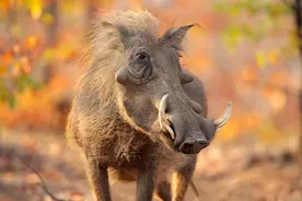 猪吃下蛇毒为何啥事没有？都说猪是毒蛇的天敌，这有科学依据吗？图片