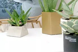 卧室不要乱养花，4种“催眠花”，净化夜间空气，一觉睡到大天亮图片