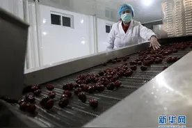 石家庄市赞皇县发展大枣种植及加工产业，助力农民致富增收图片