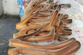 鹿角每年都会自然脱落，人类为何割鹿茸，而不是捡拾脱落的鹿角？图片