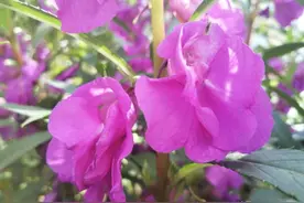 凤仙花除了染指甲、除狐臭外，最大价值就是有“凤仙透骨草”之称图片