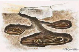 挖到冬眠的蛇该怎么办？冬眠的蛇会咬人吗？图片