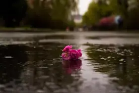 太粘人，过度依赖者：一场操纵与愤怒的游戏图片