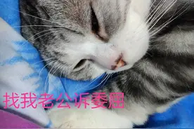 给猫洗澡，猫感冒了，记恨上了我图片