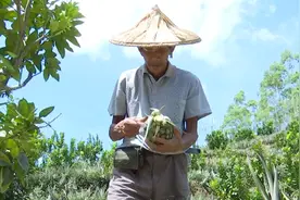漳州云霄有个国家地标产品叫“旺来”图片