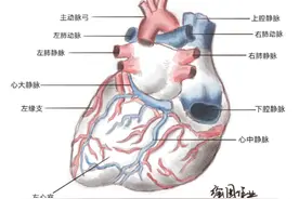 惊艳！兰州大学医学生实验报告“走红”网络，网友：抄作业都没法抄！图片